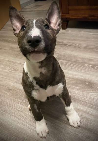 Miniatur Bull Terrier-Beitrag-Bild