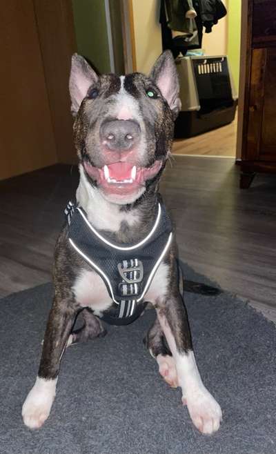 Miniatur Bull Terrier-Beitrag-Bild