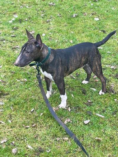 Hunderunde-Beitrag-Bild