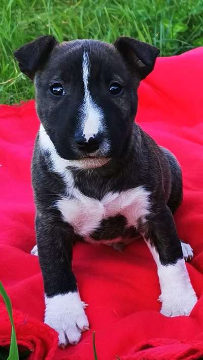 Miniatur Bull Terrier-Beitrag-Bild