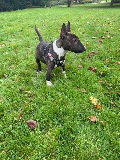 Seltene Rassen!-Beitrag-Bild