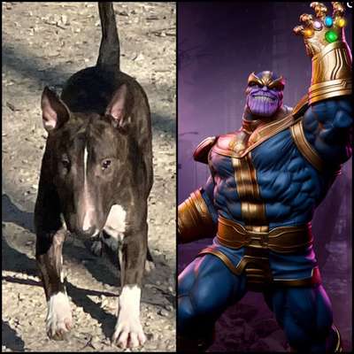 Wie heißt dein Hund?-Beitrag-Bild