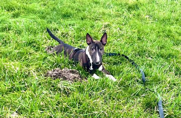 Wurfgeschwister gesucht-Beitrag-Bild