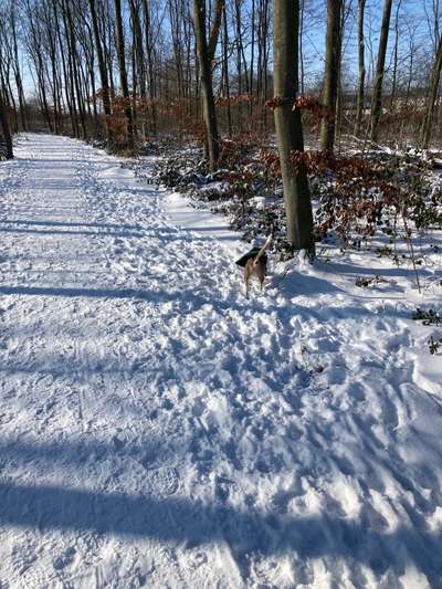 Hundeauslaufgebiet-Dicksche Heide-Bild