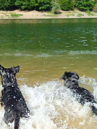 Hundeschwimmen-Beitrag-Bild