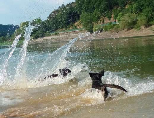 Wo darf der Hund baden?-Beitrag-Bild