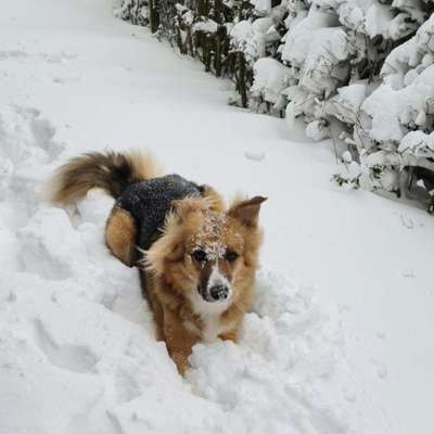 Hundetreffen-Gassirunde / Spielen-Bild