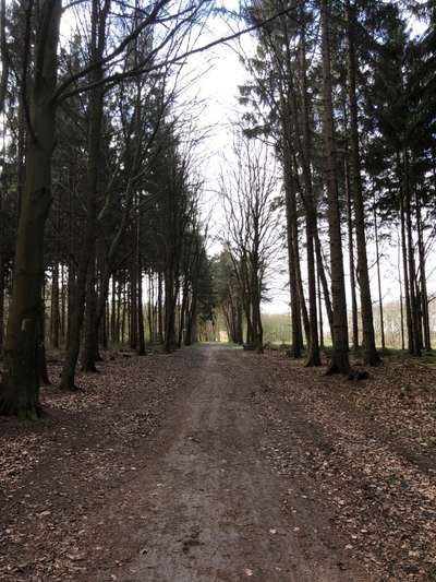 Hundeauslaufgebiet-Tarmstedter Wald-Bild