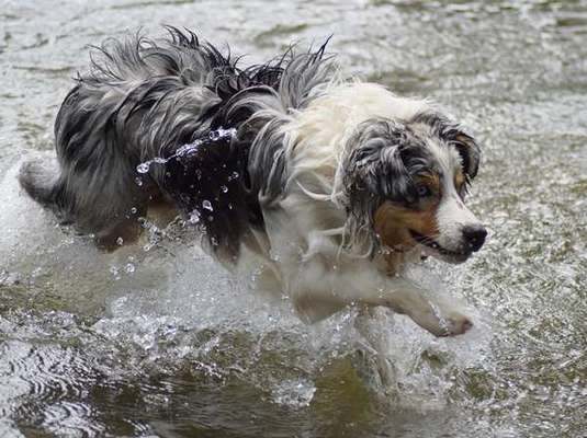 Dogorama-Monats-Challenge-Mai "Wasser"-Beitrag-Bild