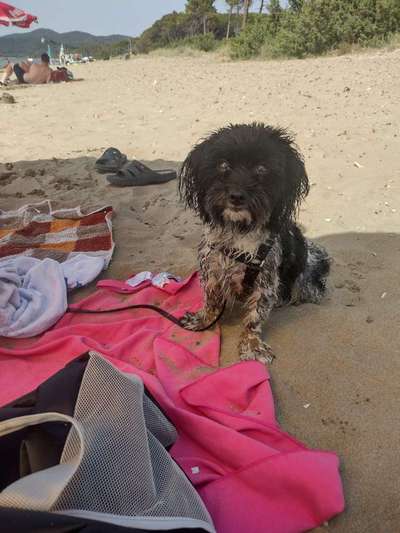 Havapoo (Havaneser Pudel mix)-Beitrag-Bild