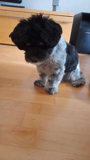 Unsere Fellnasen-Vielfalt im Überblick!-Beitrag-Bild