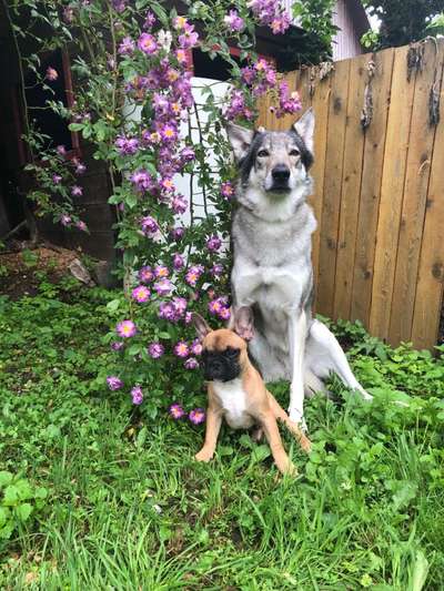 Hundetreffen-Spielen, sozialkontakt-Bild