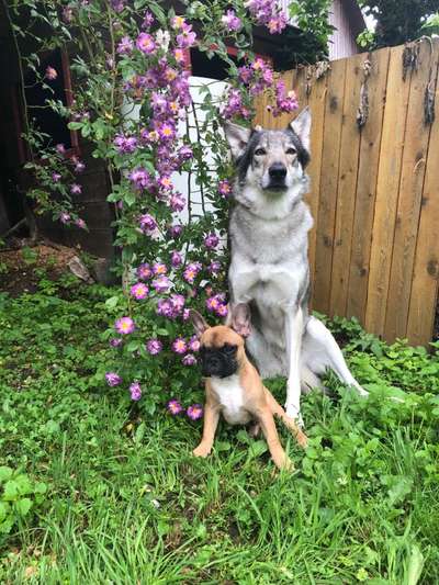 Hundetreffen-Spielen, sozialkontakt-Bild