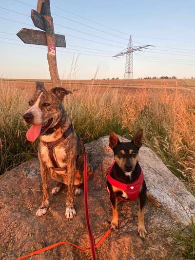 Hund aus dem Spanischen Tierschutz-Beitrag-Bild