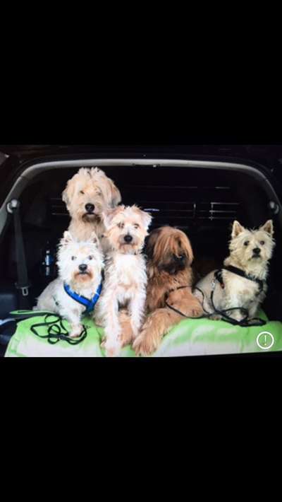 FOTOCHALLENGE 70 - Dein Hund im Auto-Beitrag-Bild