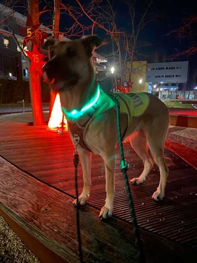 Hund aus dem Spanischen Tierschutz-Beitrag-Bild