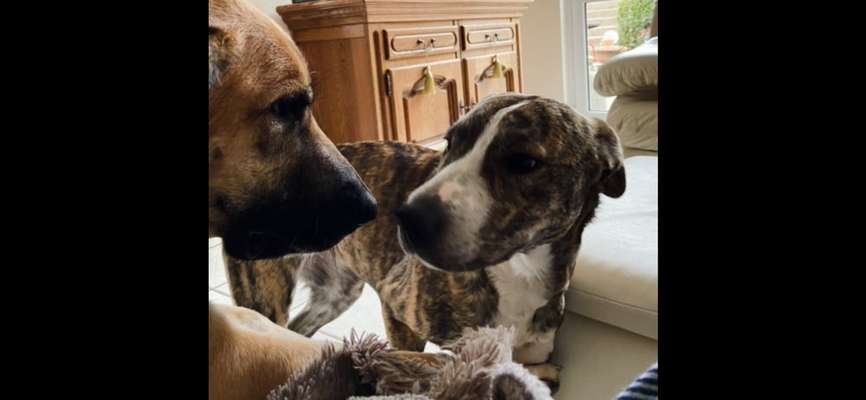 Mischlingshunde Foto Aufruf-Beitrag-Bild