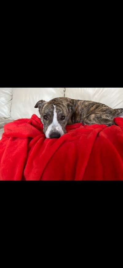 Hund aus dem Spanischen Tierschutz-Beitrag-Bild