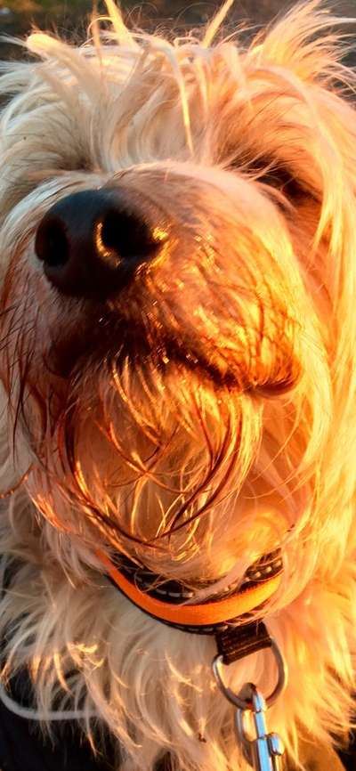 42. Handy Fotochallenge - Den richtigen Riecher haben-Beitrag-Bild