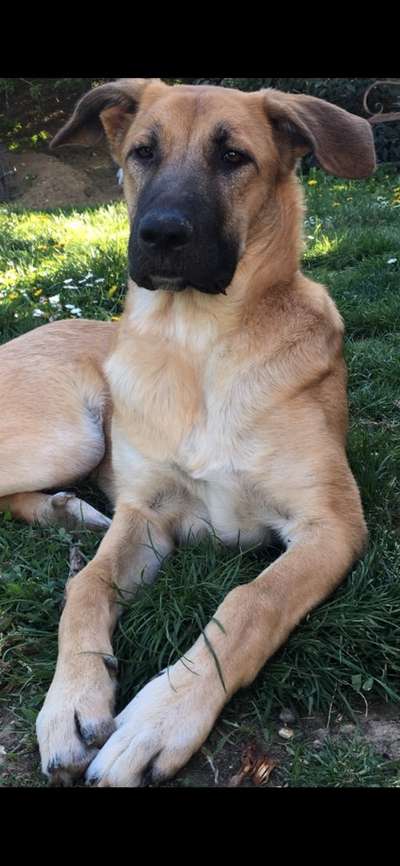 Hund aus dem Spanischen Tierschutz-Beitrag-Bild