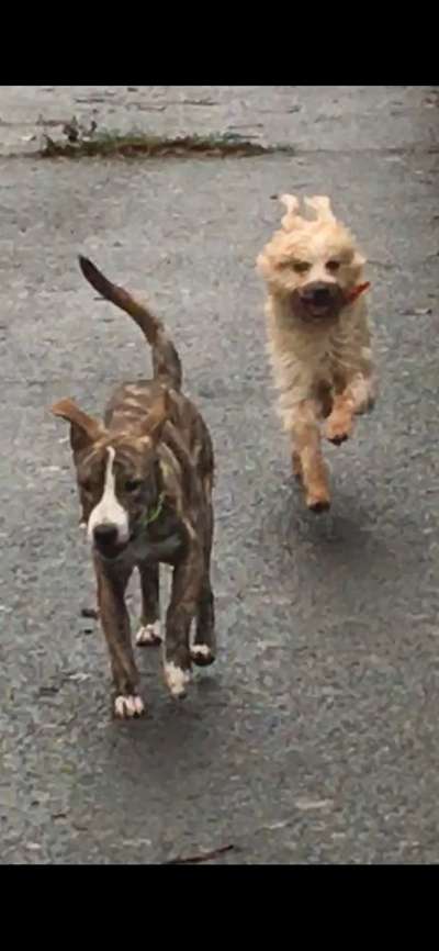 Hund aus dem Spanischen Tierschutz-Beitrag-Bild