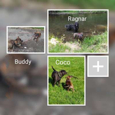 40.Collagen Challenge - Hundefreunde-Beitrag-Bild