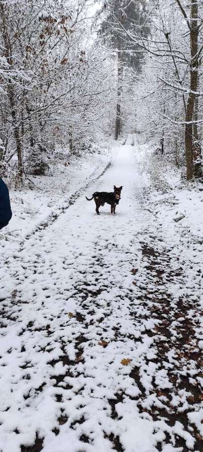 Dogorama Photo Challenge - Winterstimmung-Beitrag-Bild