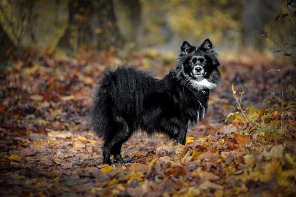 Spitz--Zwergspitz--kleinspitz---mittelspitz----Großspitz--Wolfsspitz-Beitrag-Bild