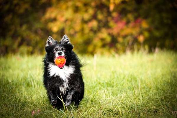 Dogorama Photo Challenge - Rund-Beitrag-Bild