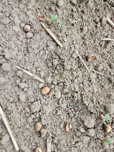 Giftköder-Blaukorn-Bild