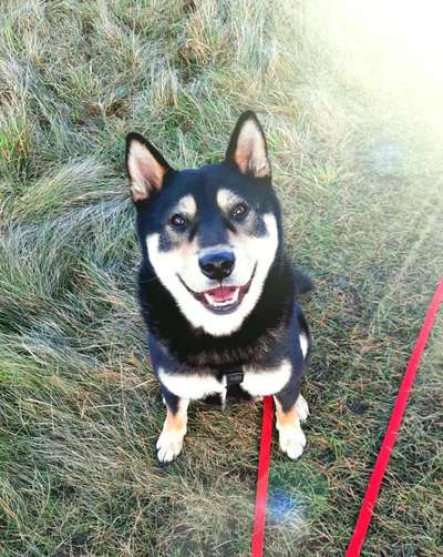 Dogorama Photo Challenge - Hundeblick zum hinschmelzen-Beitrag-Bild