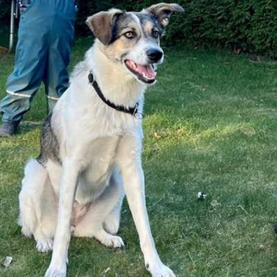 Hundetreffen-Social Walk + Spielen auf gesichertem Gelände-Bild