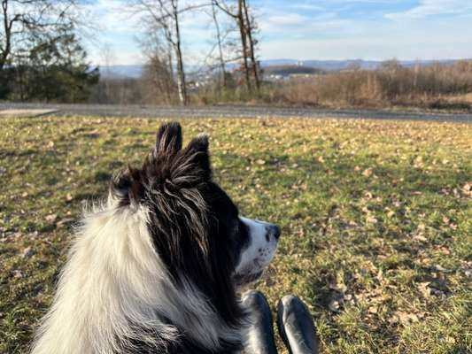 Hundetreffen-Gemeinsamer Spaziergang-Bild