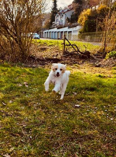 Hundetreffen-Kollega gesucht-Bild