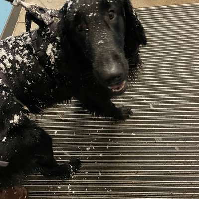 Flat Coated Retriever-Beitrag-Bild