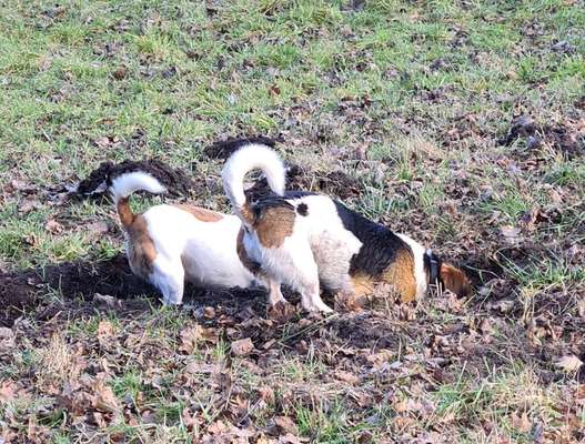 Suche Jagdterrier halter-Beitrag-Bild