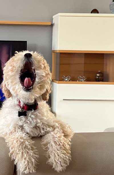 Der Wolf in eurem Hund-Beitrag-Bild