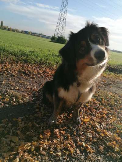 Hundetreffen-Social walk Thüringer Bahnhof-Bild