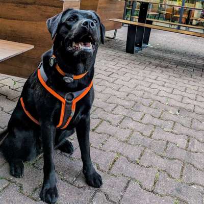 Hundetreffen-Gemeinsames Gassirunde mit Spieleinheiten-Bild