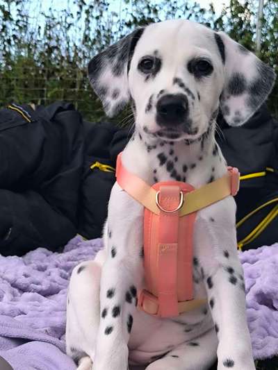 Hundetreffen-Welpentreffen-Bild