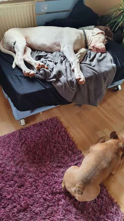 Deutsche Doggen Besitzer zeigt euch-Beitrag-Bild