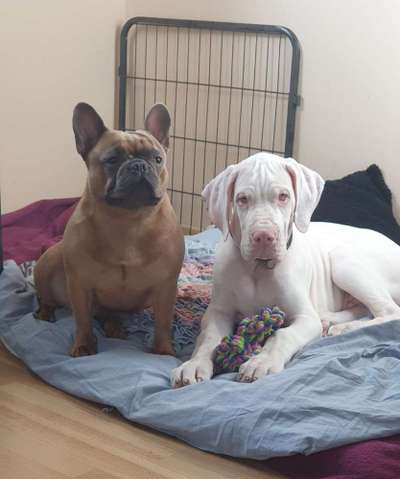 Französische Bulldoggen-Beitrag-Bild