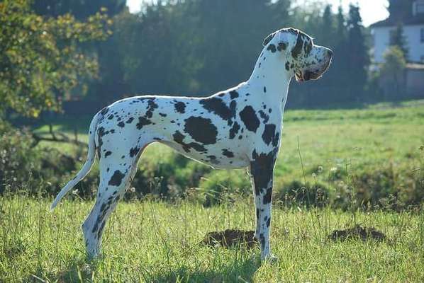 Rassenspezifische Farbbezeichnungen.... was ist euer Hund ? -)-Beitrag-Bild