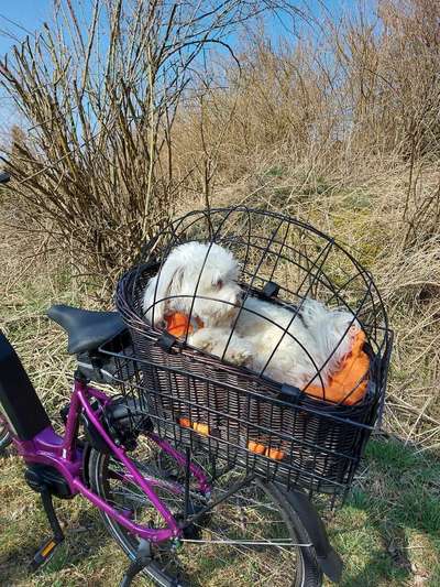 Hundefahrradkorb-Beitrag-Bild