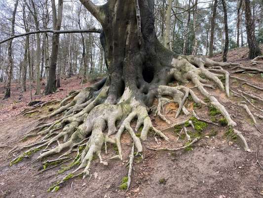 Die wunderschöne Welt mit Hund.-Beitrag-Bild