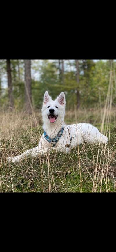 Die Dogorama Monats Challenge "Es grünt und blüht"-Beitrag-Bild