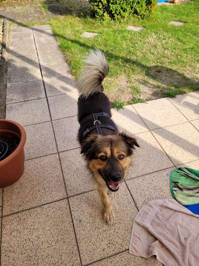 Hundetreffen-Entspannte Gassirunden-Bild