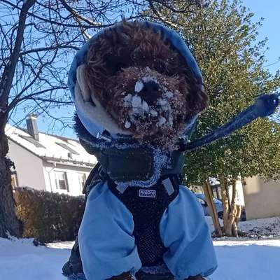 Hundetreffen-Hallo zusammen. Wir würden uns sehr freuen wenn es jemanden gibt in Villingen oder in der nähe-Bild