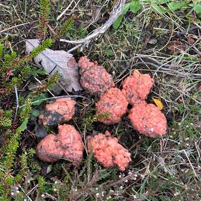 Giftköder-Ggf Giftköder in der Braderuper Heide-Bild