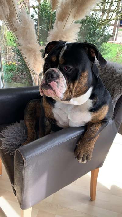 Olde English Bulldogge-Beitrag-Bild